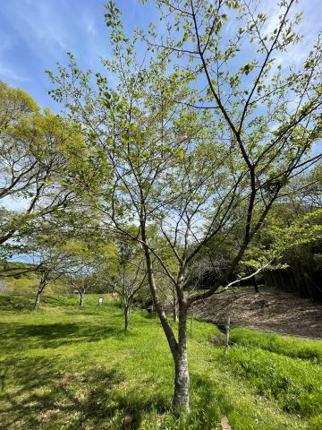 公園の中の一本の木と青空