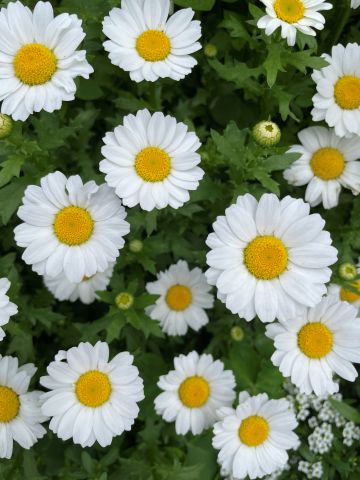 白いデイジー菊の花の一群を上から撮った写真