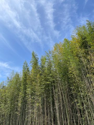 下から見上げた竹林と青空
